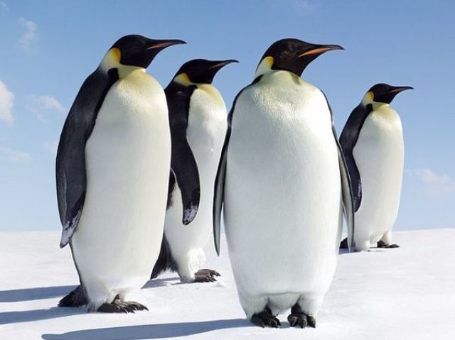Pinguim !