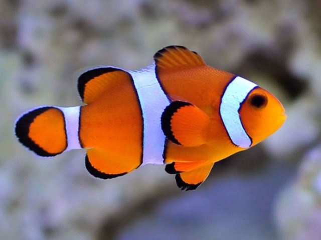 Peixe