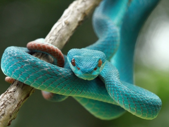 Cobra mágica:
Ela pode se camuflar em volta de você e enfeitiçar seus inimigos.