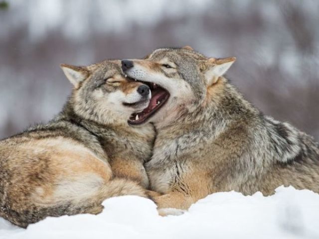Qual lobo você seria no livro O Destino do Lobo?