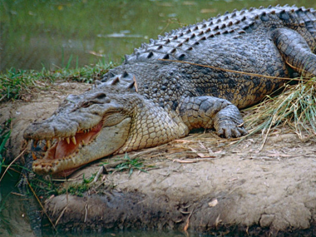 Crocodilo