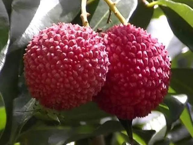 Lichia