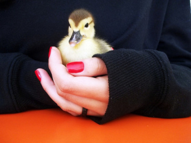 Pato