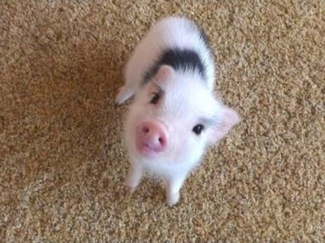 Mini-Porco