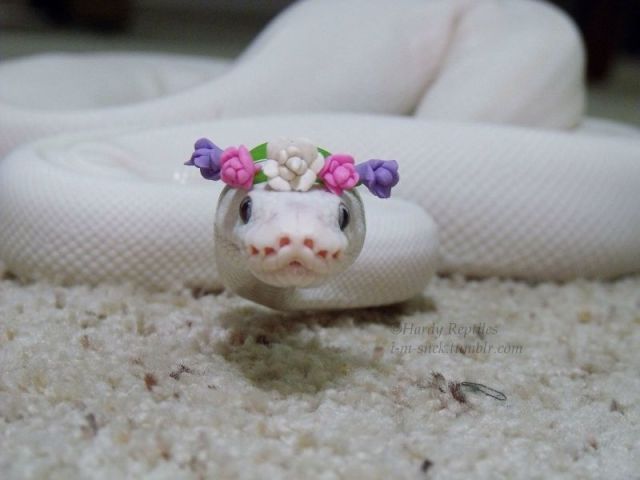 Cobra