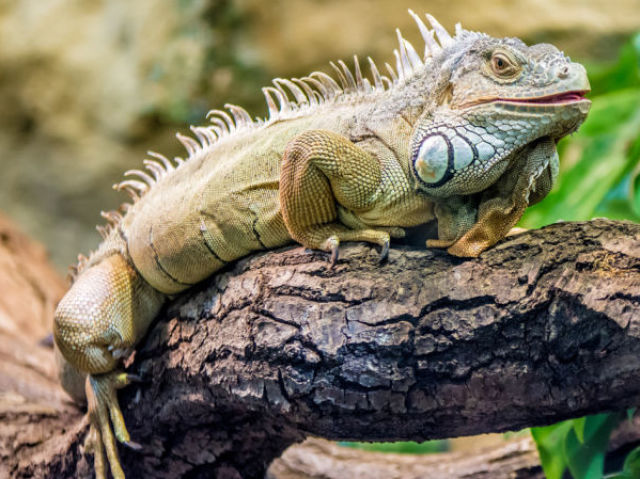 Iguana