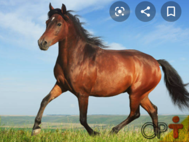 Cavalo