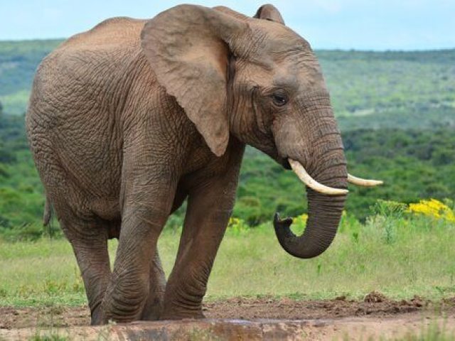 Elefante