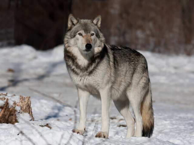 Lobo