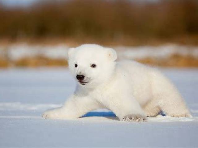 urso polar