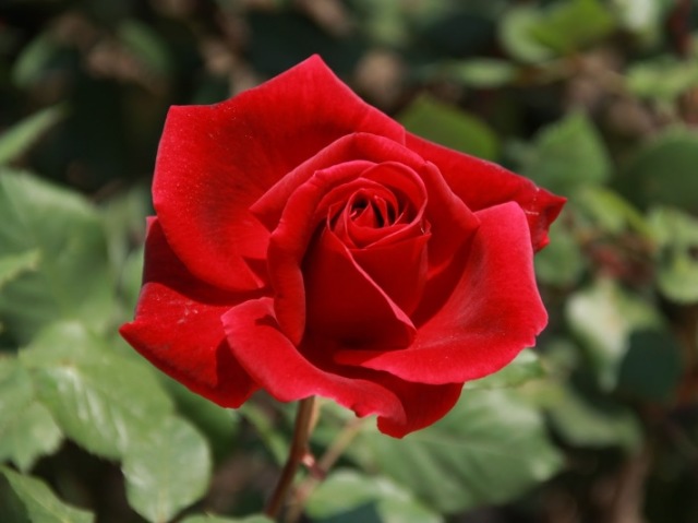Rosa