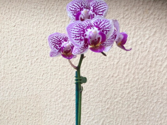 Orquídea