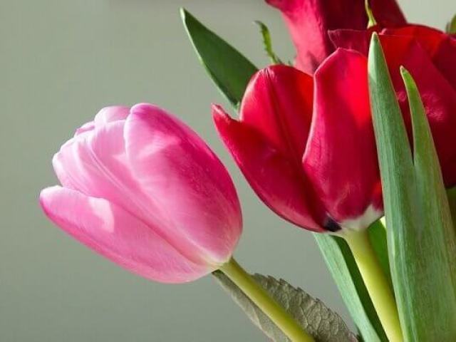 Tulipa