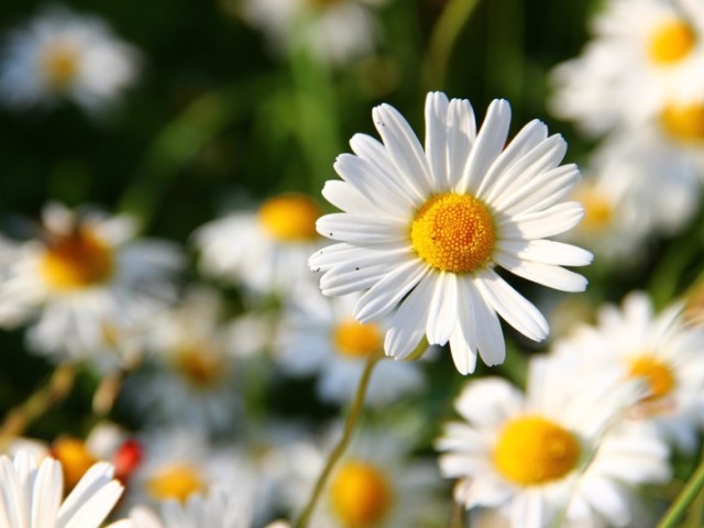 Margarida