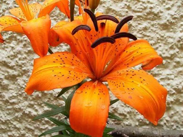 Laranja