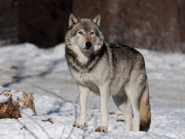 Lógico que o lobo