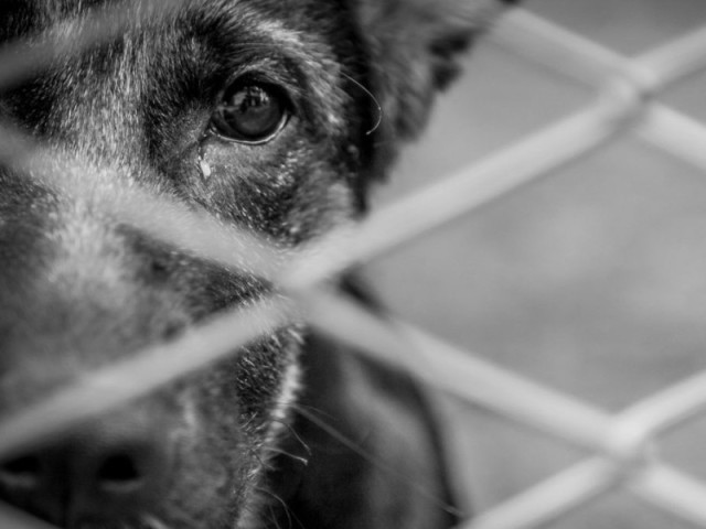 Abandonar
– Ferir, mutilar ou envenenar
– Manter preso permanentemente em correntes
– Manter em locais pequenos e sem higiene
– Não abrigar do sol, da chuva e do frio
– Deixar sem ventilação ou luz solar
– Não dar comida e água diariamente
– Negar assistência veterinária ao animal doente ou ferido
.....