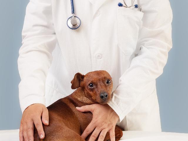 LEVAR AO VETERINÁRIO.