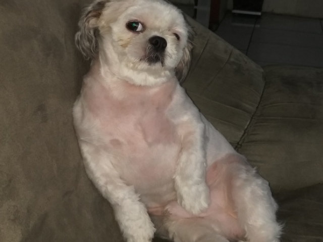 Cachorro