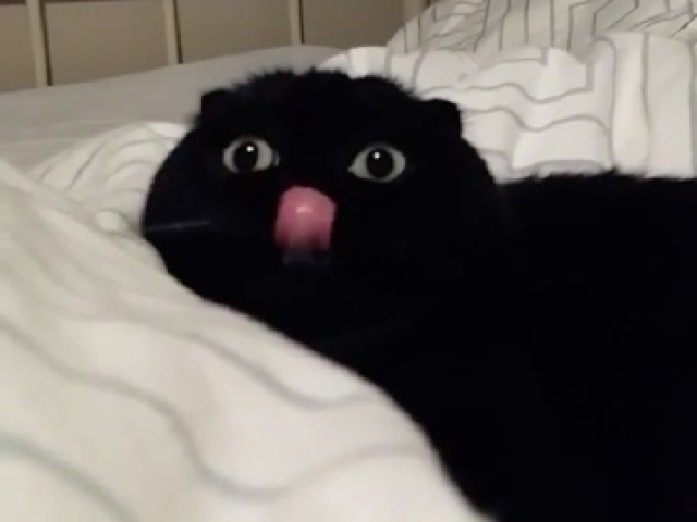 Gato