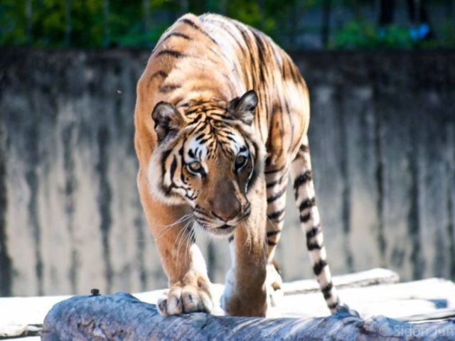 Tigre