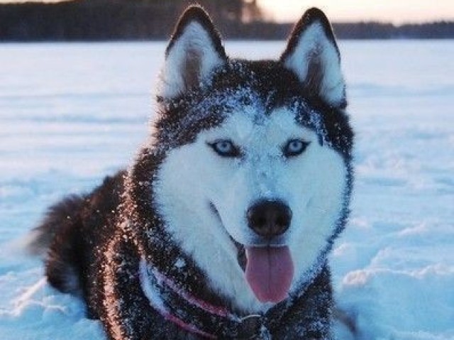 Husky Siberiano