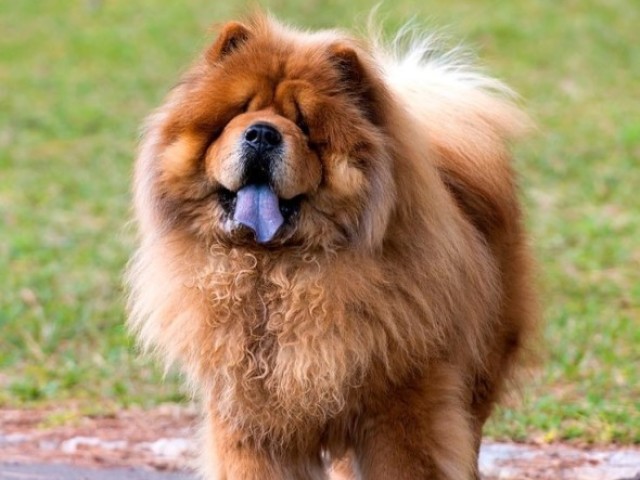 Chow-Chow