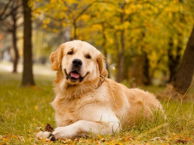 Golden Retriever