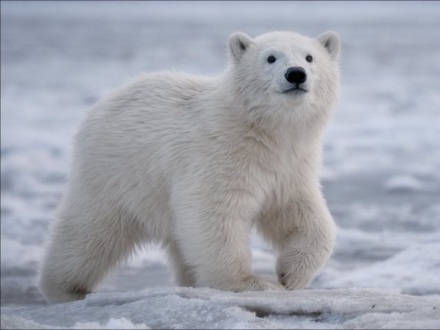 Urso Polar