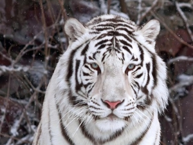 Tigre Branco