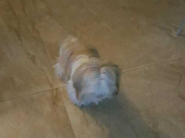 Mingo