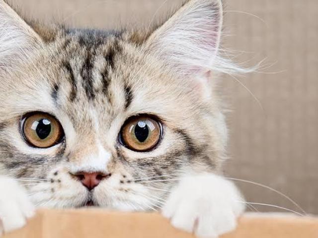 Gatos.