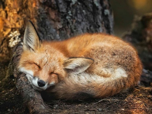 Fox