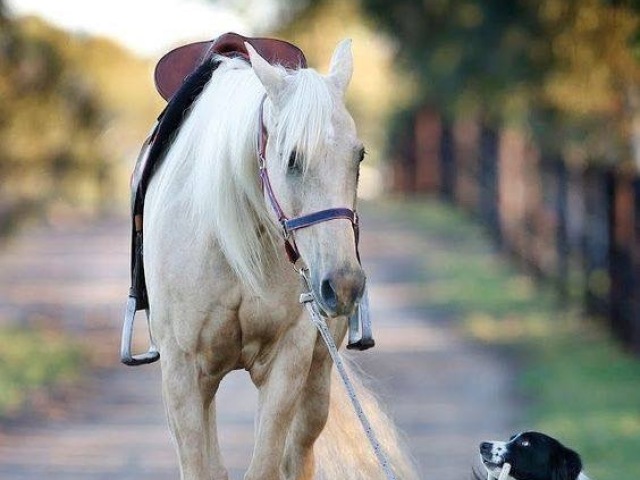 Você conhece cavalos?