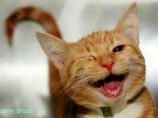 Gato piscando ;D
