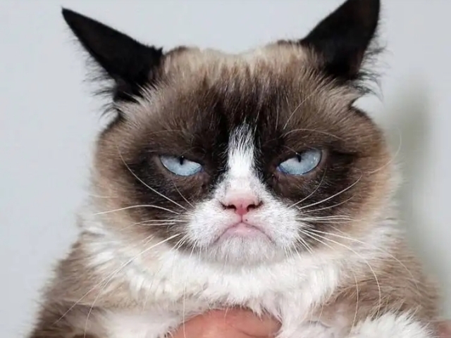 Grumpy cat >:I
