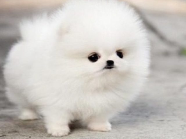 Cachorro (Lulu da Pomerânia )