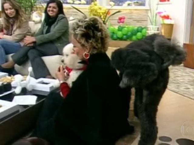 Cachorros da Ana Maria