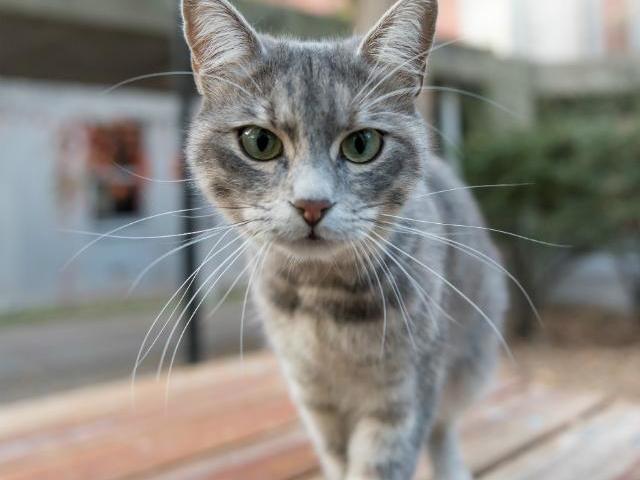 Esse Gatinho fofinho