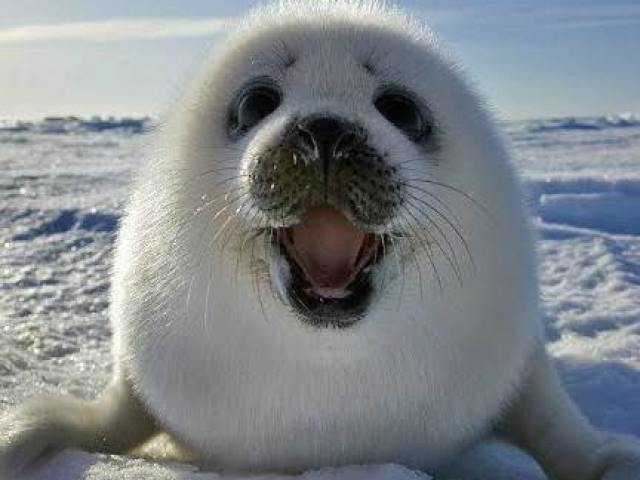 Foca