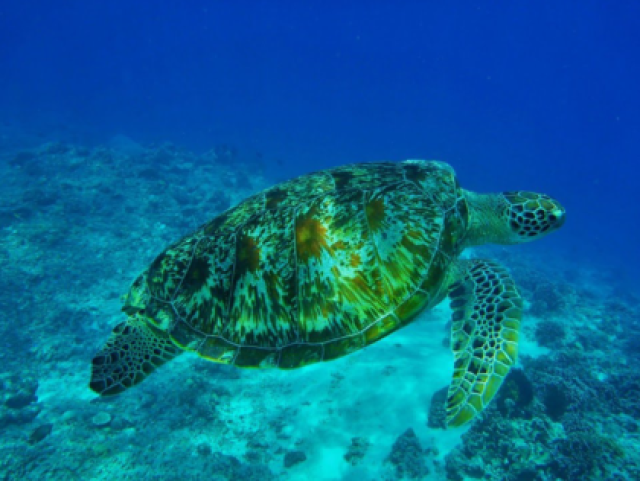 Tartaruga