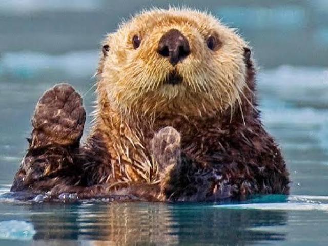 Lontra