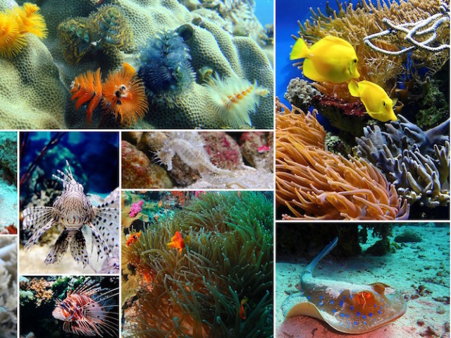 Qual animal marinho te define?