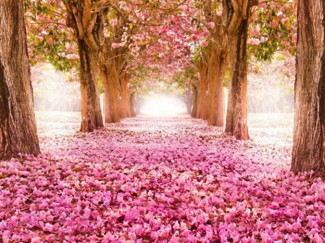 Primavera