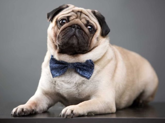 Cachorro/Pug