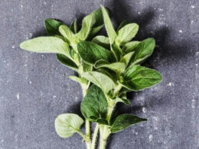 Oregano