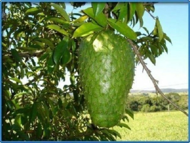 Graviola