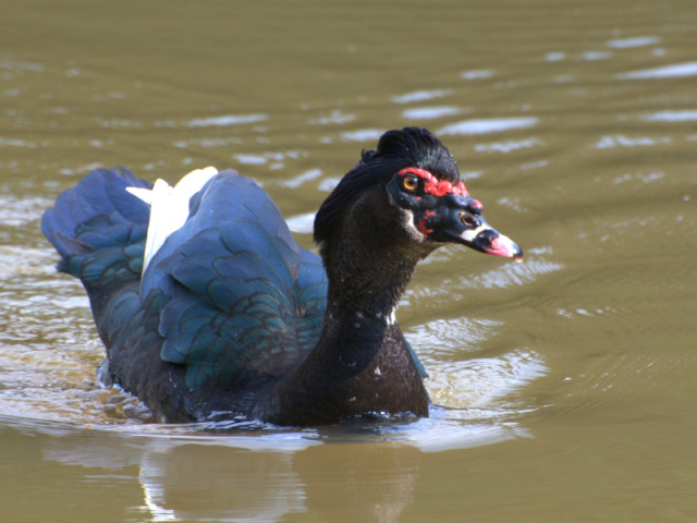 pato selvagem