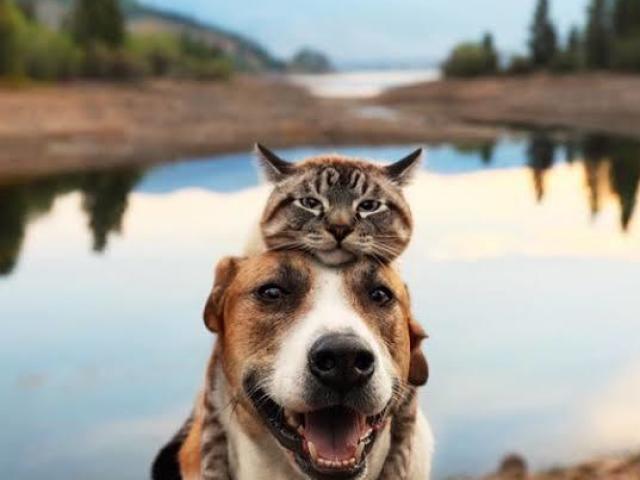 Cachorro e gato