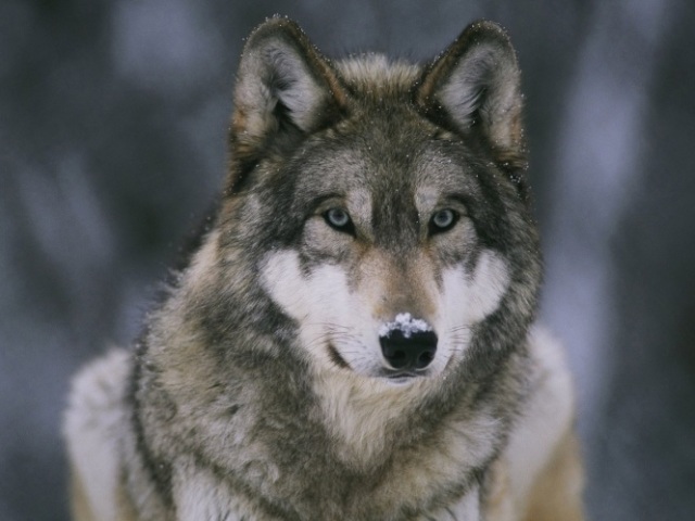 Lobo.